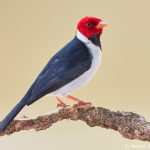 8200 Yellow-billed Cardinal (Paroana capitata), Pantanal, Brazil