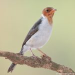 8202 Juvenile Yellow-billed Cardinal (Paroana capitata), Pantanal, Brazil