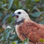 8204 Black-collard Hawk (Busarellus nignicollis), Pantanal, Brazil
