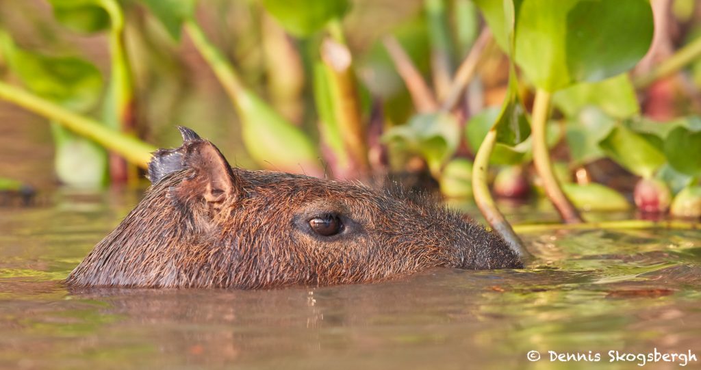 8205 Capybara (Hydrochoerus hydrochaeris), Pantanal, Brazil - Dennis ...