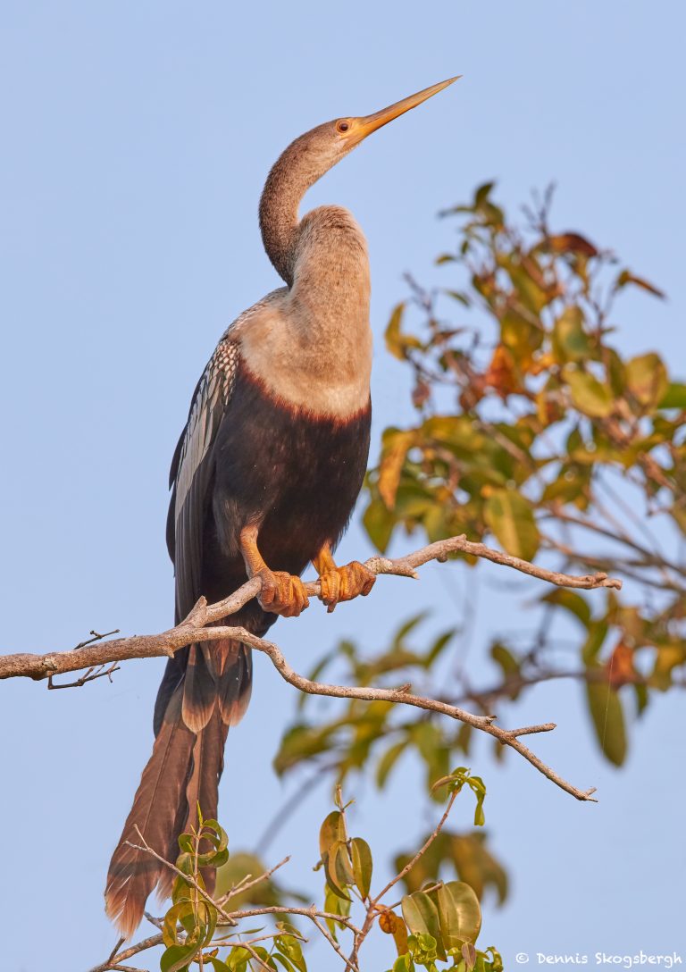 8207 Anhinga (Anhinga anhinga), Pantanal, Brazil - Dennis Skogsbergh ...