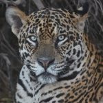 8213 Jaguar (Panthera onca), Pantanal, Brazil