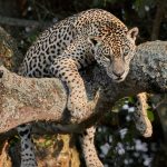 8337 Jaguar (Panthera onca), Pantanal, Brazil