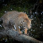 8339 Jaguar (Panthera onca), Pantanal, Brazil