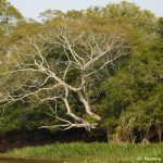 8215 Landscape, Pixaim River, Pantanal, Brazil
