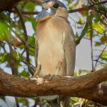 8219 Boat-billed Heron (Cochlearius cochlearius), Pantanal, Brazil