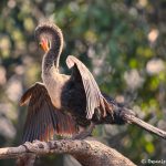 8220 Anhinga (Anhinga anhinga), Pantanal, Brazil