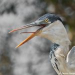 8221 Cocoi Heron (Ardea cocoi), Pantanal, Brazil