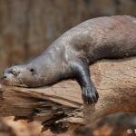 8224 Giant River Otter (Pteronura brasiliensis), Pantanal, Brazil