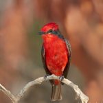 8225 Vermilion Flycatcher (Pyrocephalus rubinus), Pantanal, Brazil