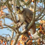 8227 Tufted Capuchin (Cebus apella), Pantanal, Brazil