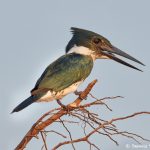 8229 Male Amazon Kingfisher (Chloroceryle amazona), Pantanal, Brazil