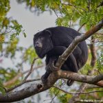 8234 Howler Monkey, Pixaim River, Pantanal, Brazil