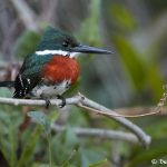 8237 American Pygmy Kingfisher (Chloroceryle aenea), Pixaim River, Pantanal, Brazil