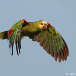 8238 Yellow-faced Parrot, Pantanal, Brazil