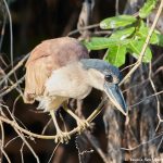 8243 Boat-billed Heron (Cochlearius cochlearius), Pantanal, Brazil
