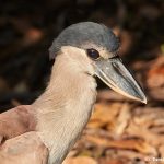 8244 Boat-billed Heron (Cochlearius cochlearius), Pantanal, Brazil