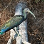 8247 Green Ibis (Mesembrinibis cayennensis), Pantanal, Brazil