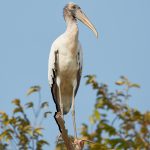 8248 Wood Stork (Mycteria americana), Pantanal, Brazil
