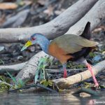 8253 Gray-necked Wood Rail (Aramides cajanea), Pixaim River, Pantanal, Brazil