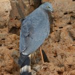 8259 Crane Hawk (Geranospiza caerulescens), Pantanal, Brazil