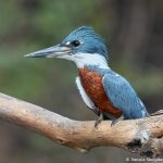 8260 Ringed Kingfisher (Megaceryle torquata), Pantanal, Brazil