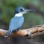 8261 Ringed Kingfisher (Megaceryle torquata), Pantanal, Brazil