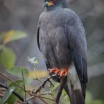 8322 Snail Kite (Rostrhamus sociabilis), Pantanal, Brazil