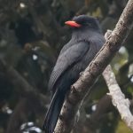 8324 Black-fronted Nunbird (Monasa nigrifrons), Pantanal, Brazil