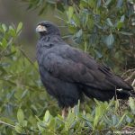 8325 Great Black Hawk (buteogallus urubitinga), Pantanal, Brazil