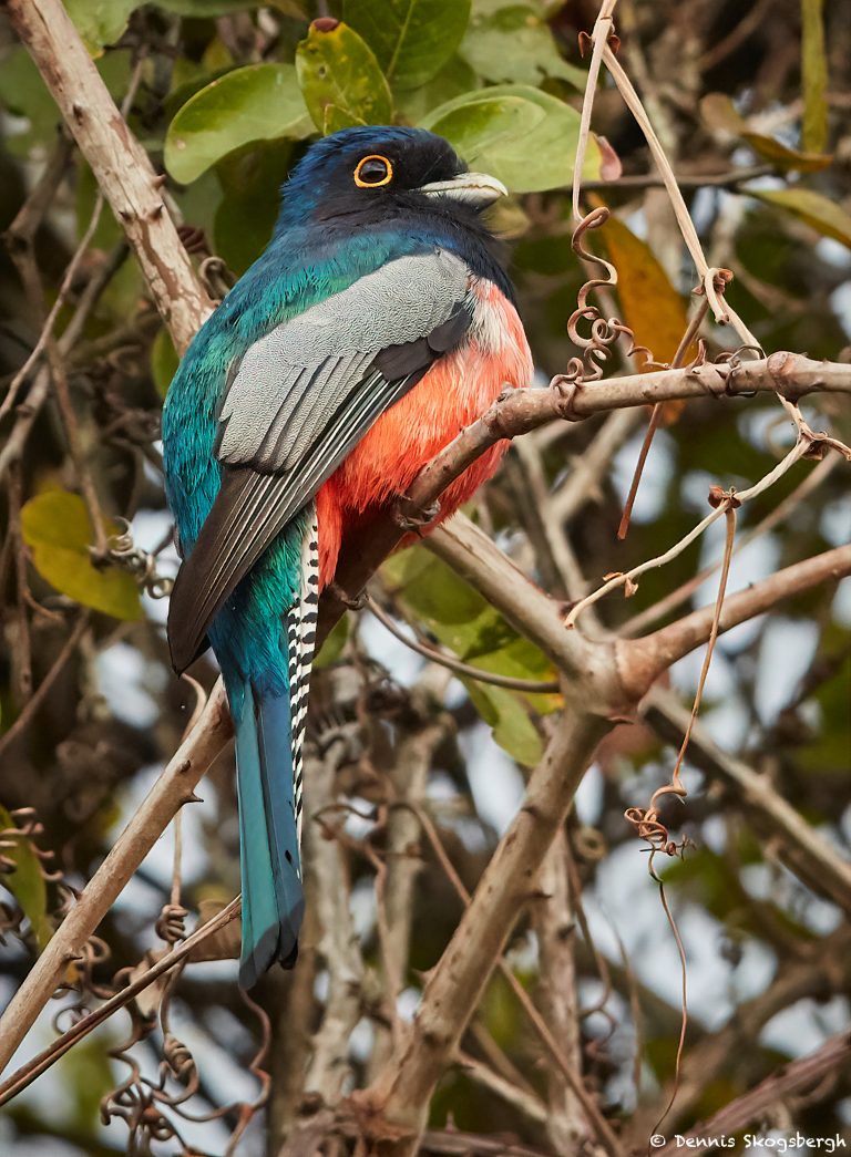 8327 Blue-crowned Trogon (Trogon curucui), Pantanal, Brazil - Dennis ...