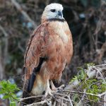 8328 Black-collard Hawk (Busarellus nignicollis), Pantanal, Brazil