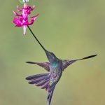9009 Sword-billed Hummingbird (Ensifera ensifera), Guango Lodge, Ecuador