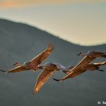 8412 Sunset, Sandhill Cranes (Grus canadensis), Bosque del Apache, NM