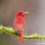 8440 Summer Tanager (Piranga rubra), Laguna del Lagarto Lodge, Costa Rica