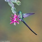 9095 Violet-tailed Sylph (Aglaiocercus coelestis), Tandayapa Bird Lodge, Ecuador