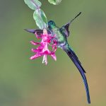 9096 Violet-tailed Sylph (Aglaiocercus coelestis), Tandayapa Bird Lodge, Ecuador