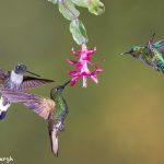 9099 Buff-tailed Coronet, Collard Inca and Violet-tailed SylphTandyapa Bird Lodge, Ecuador