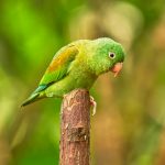 8936 Orange-chinned Parakeet (Bolborhynchus lineola), Laguna del Lagarto Lodge, Costa Rica