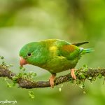 8937 Orange-chinned Parakeet (Bolborhynchus lineola), Laguna del Lagarto Lodge, Costa Rica
