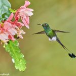 9008 Booted Racket-tail Hummingbird (Ocreatus underwoodii), Tandayapa Bird Lodge, Ecuador