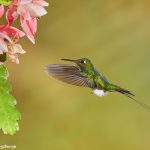 9007 Booted Racket-tail Hummingbird (Ocreatus underwoodii), Tandayapa Bird Lodge, Ecuador