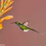 9006 Booted Racket-tail Hummingbird (Ocreatus underwoodii), Tandayapa Bird Lodge, Ecuador