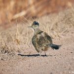 8418 Greater Roadrunner (Geococcyx californianus), Bosque del Apache, NM