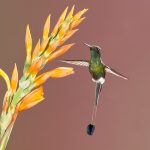 8998 Booted Racket-tail Hummingbird (Ocreatus underwoodii), Tandayapa Bird Lodge, Ecuador