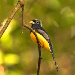 8905 Black-throated Trogon (Trogon rufus), Costa Rica