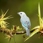 8882 Blue-gray Tanager (Thraupis episcopus), Costa Rica