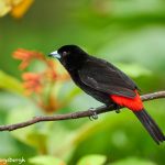 8890 Scarlet-rumped Tanager (Ramphocelus passerinii), Costa Rica