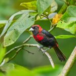 8961 Immature Crimson-collard Tanager (Ramphocelus sanguinolentus), Costa Rica