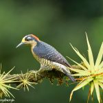 8891 Black-cheeked Woodpecker (Melanerpes pucherani), Costa Rica